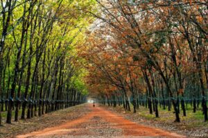 rung cao su bu dang o dau